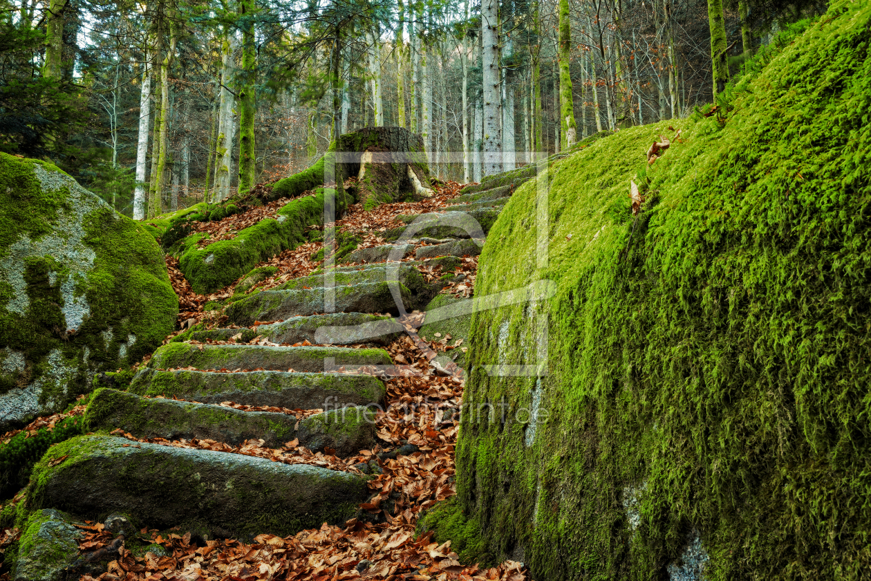 Bild-Nr.: 11861682 Schwarzwald Treppe Stufen Moos Wald erstellt von 
