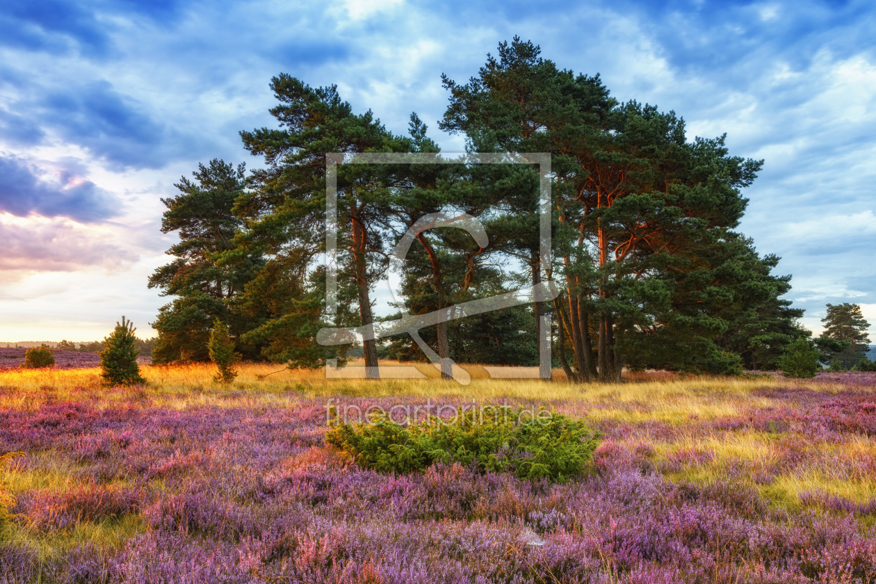 Bild-Nr.: 11861698 Lüneburger Heide in voller Blüte erstellt von Daniela Beyer