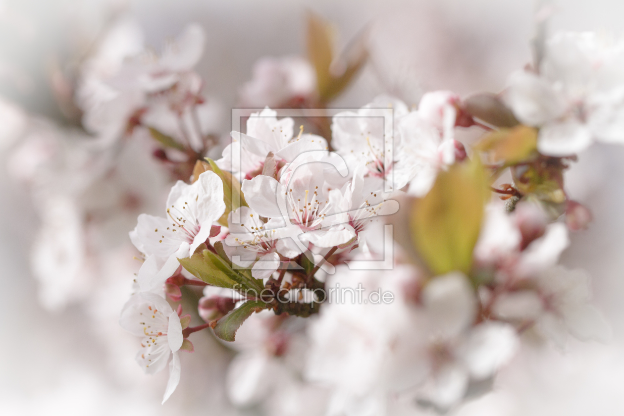 Bild-Nr.: 11862616 Spring Dream erstellt von PassionPhotography