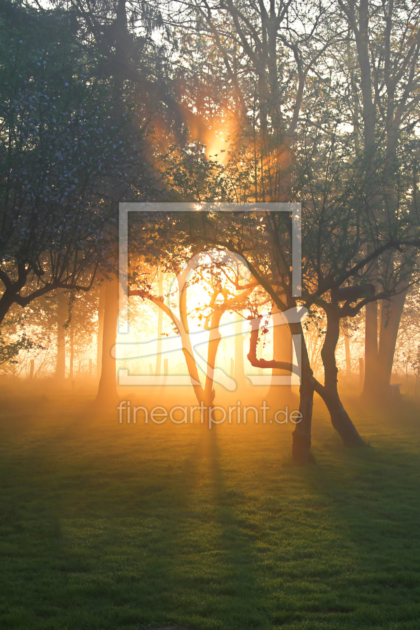 Bild-Nr.: 11863412 Sonnenlicht im Nebel erstellt von falconer59