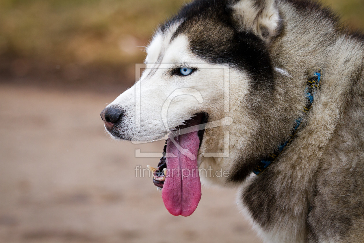 Bild-Nr.: 11863860 Huskyportrait erstellt von Cloudtail