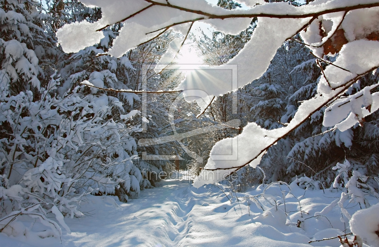Bild-Nr.: 11863917 Winterwaldsonne erstellt von SusaZoom