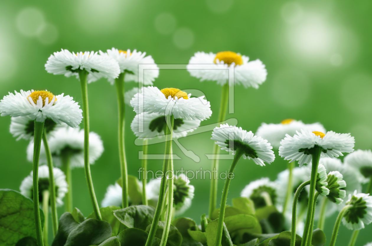 Bild-Nr.: 11864427 Gänseblümchen erstellt von Atteloi