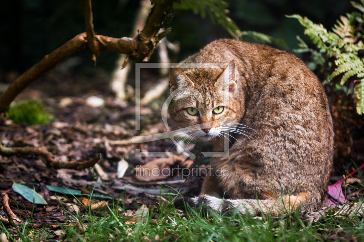 Bild-Nr.: 11864732 Wildkatze erstellt von Cloudtail