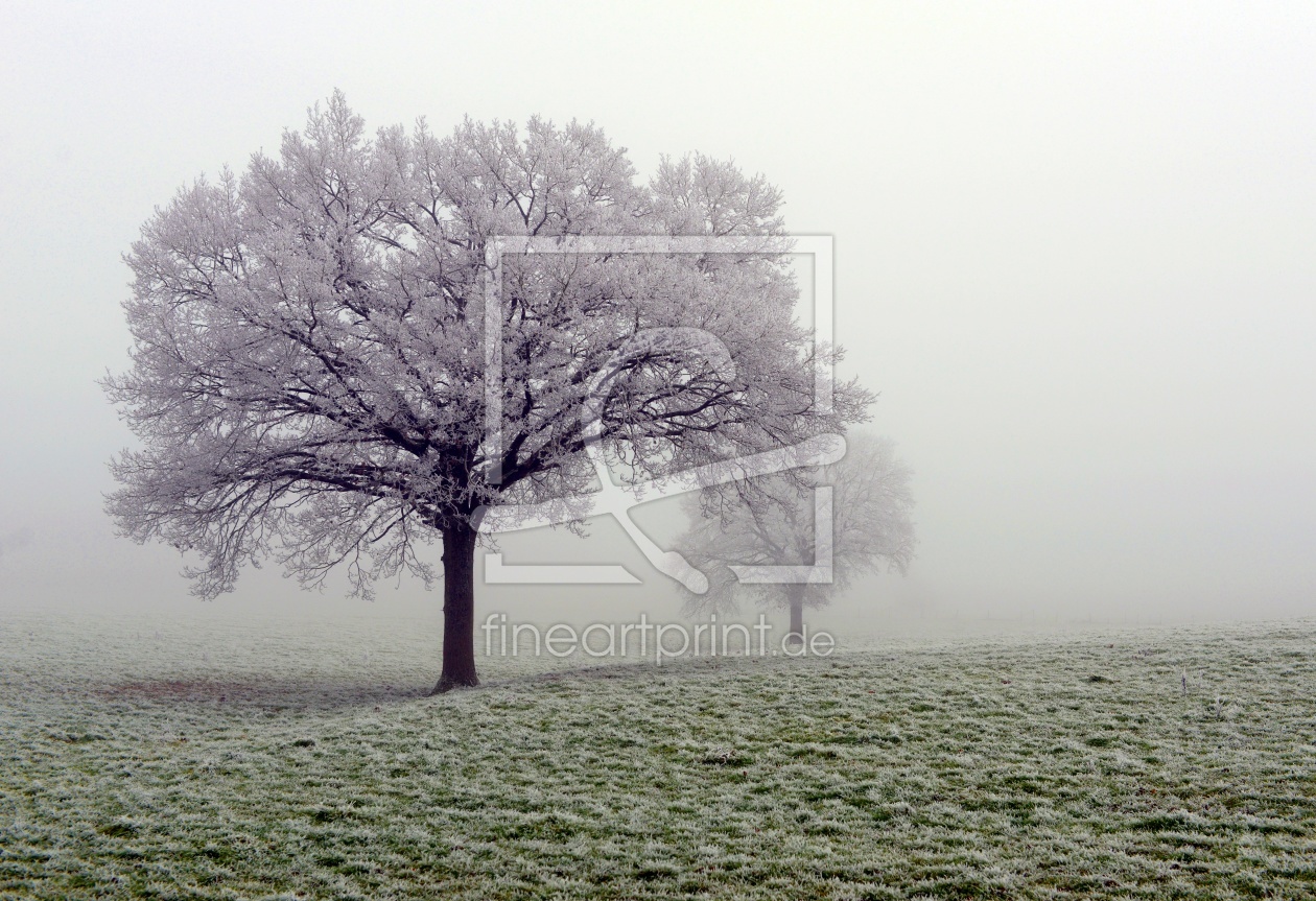 Bild-Nr.: 11864969 Bäume im Dauerfrost erstellt von hipstamat