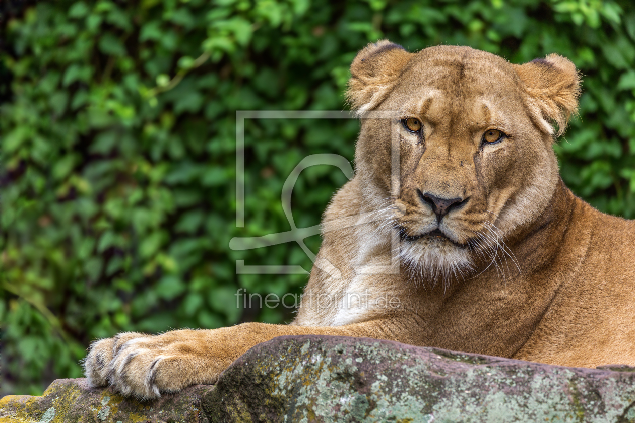 Bild-Nr.: 11865000 Löwe Raubkatze Raubtier Afrika erstellt von Thomas Herzog