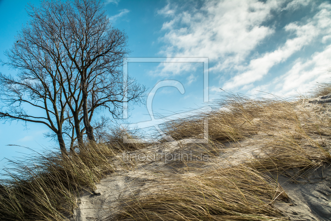 Bild-Nr.: 11865279 Strandbaum an der Düne erstellt von luxpediation