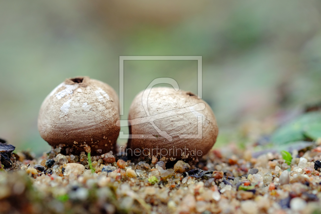 Bild-Nr.: 11865371 Herbstpilze erstellt von Ostfriese