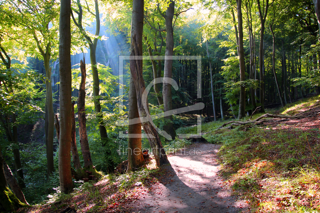 Bild-Nr.: 11865436 Im Herbstwald erstellt von Ostseestrand