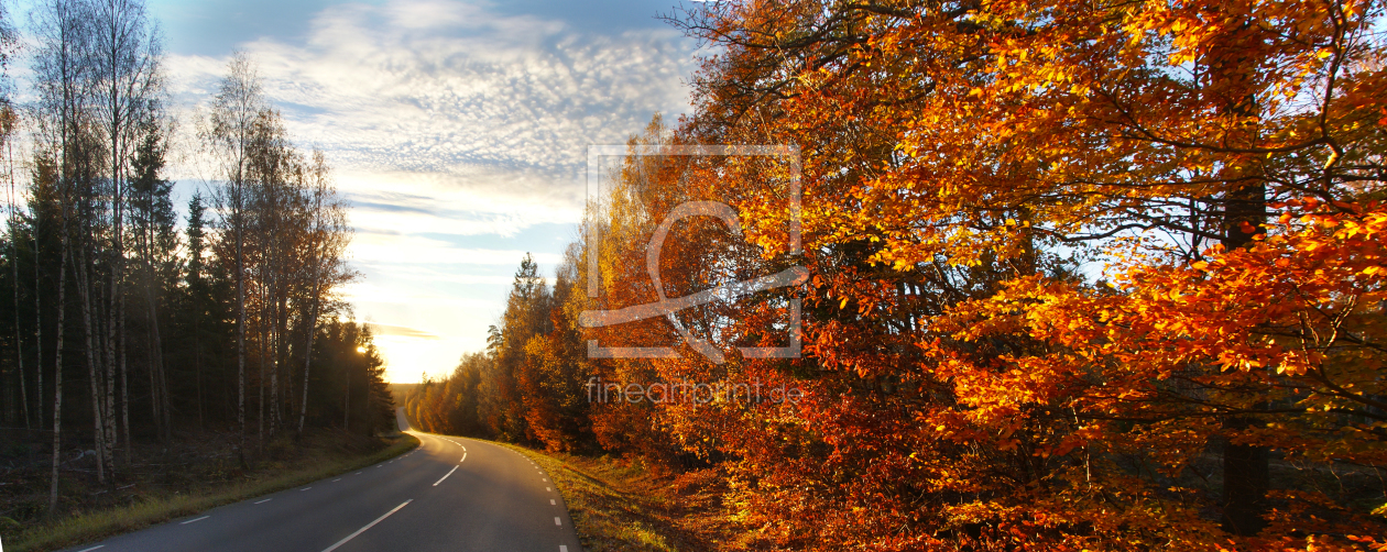 Bild-Nr.: 11866023 strasse im Wald erstellt von picturepilot