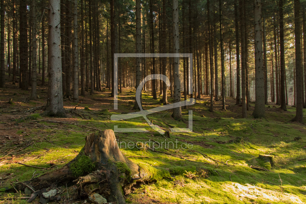 Bild-Nr.: 11866865 Waldblick mit frischem Gras und warmen Sonnenlicht erstellt von Harry-Hennington