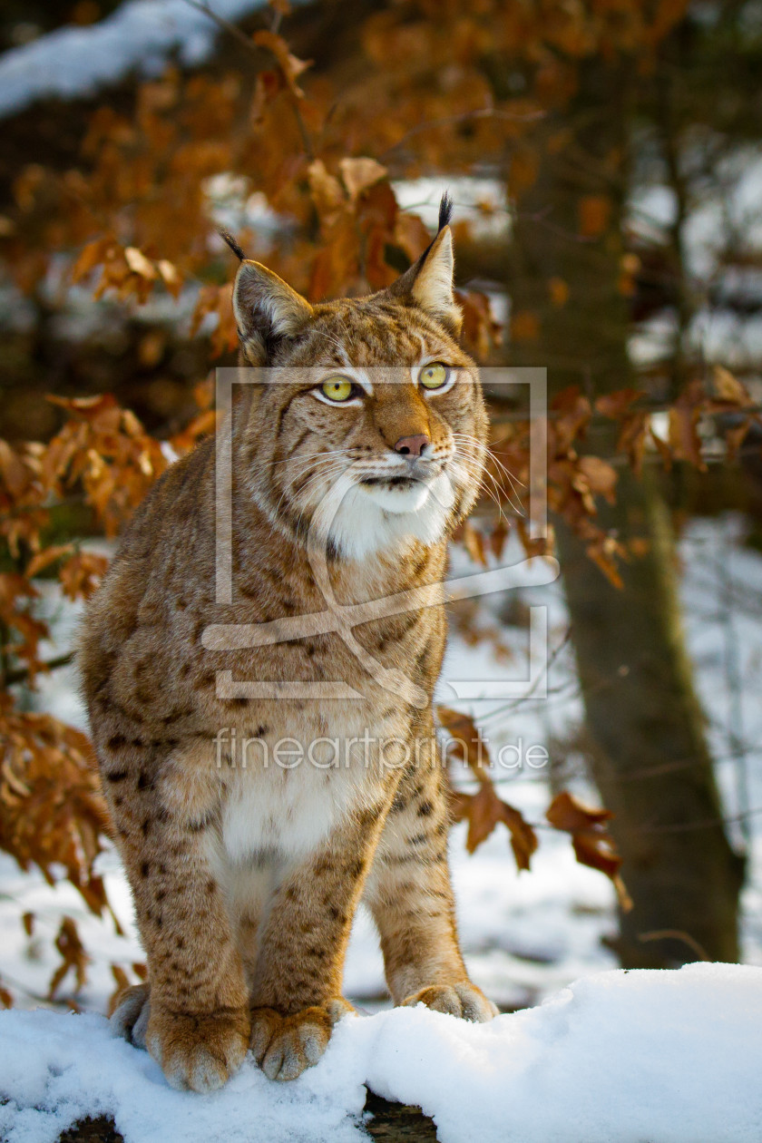 Bild-Nr.: 11867039 Luchs im Schnee erstellt von Cloudtail