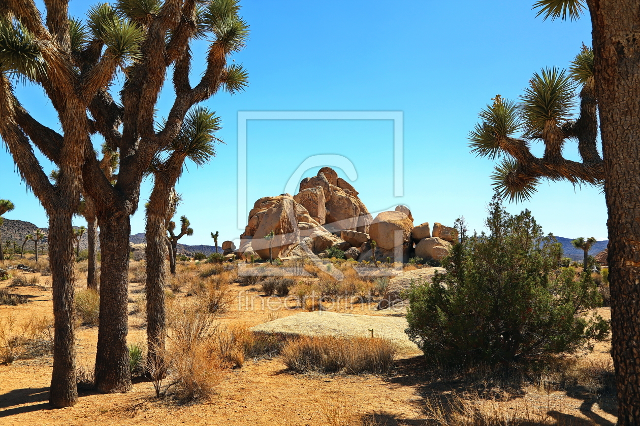 Bild-Nr.: 11867200 Joshua Tree erstellt von fotoping