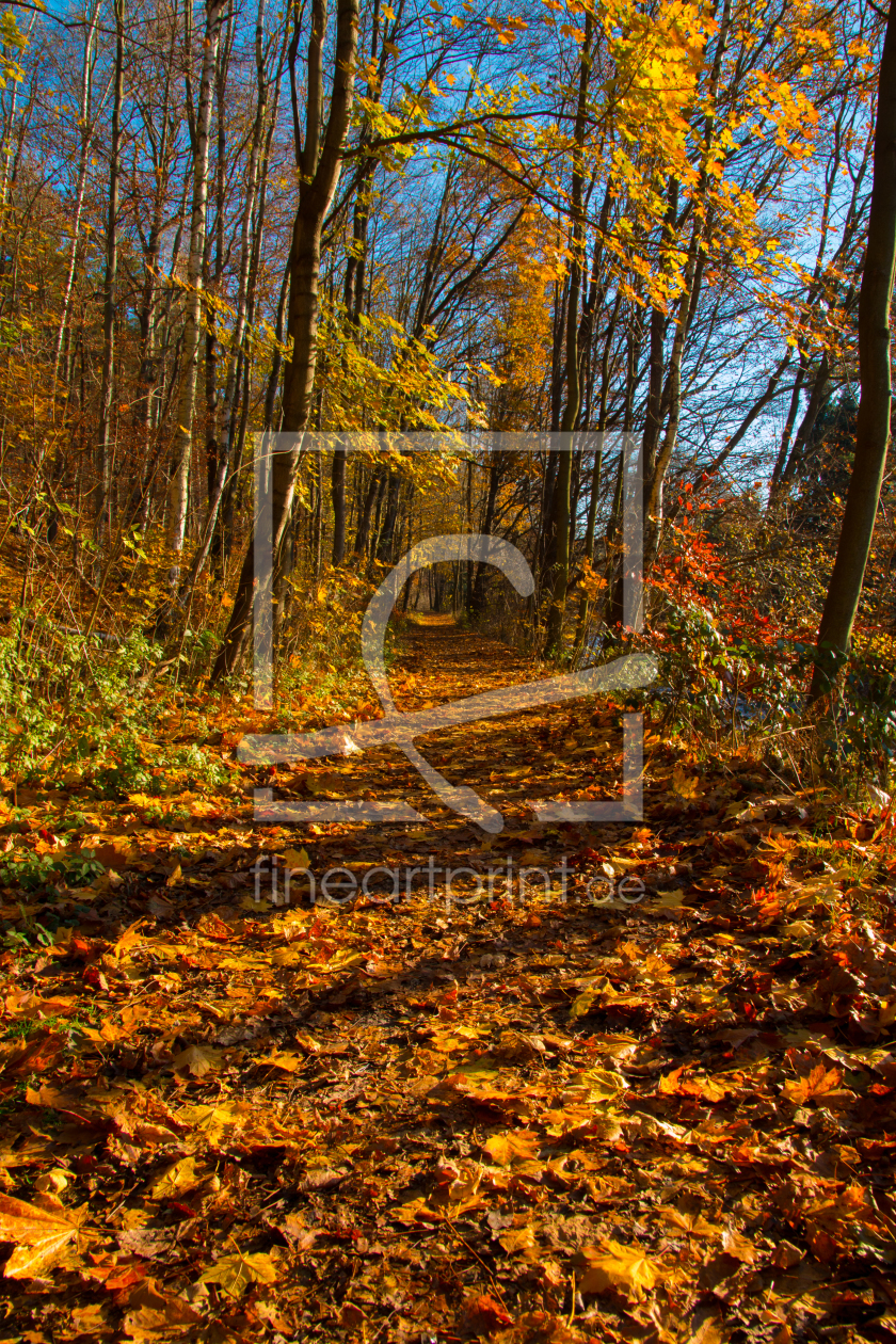 Bild-Nr.: 11867307 Waldweg mit Herbstlaub erstellt von Harry-Hennington
