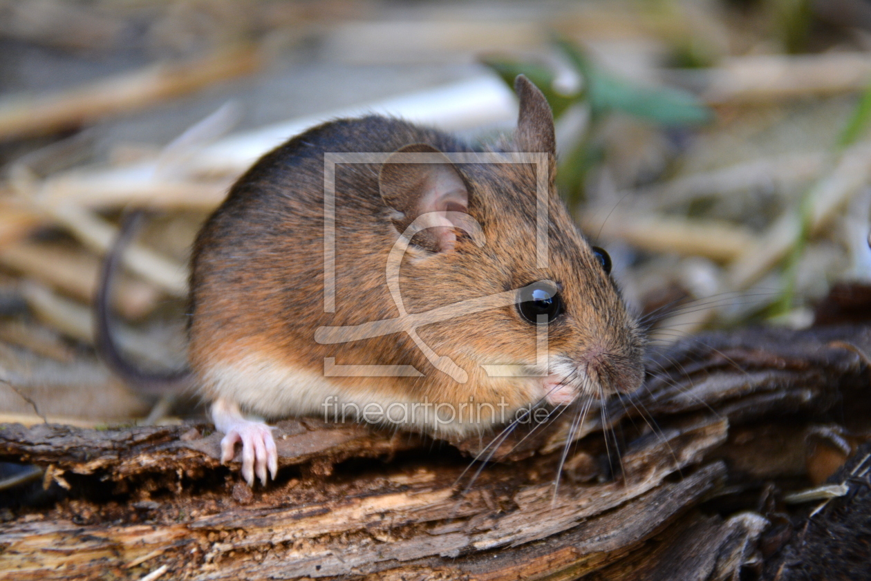 Bild-Nr.: 11867421 Kaputt-Ohr-Maus erstellt von GUGIGEI