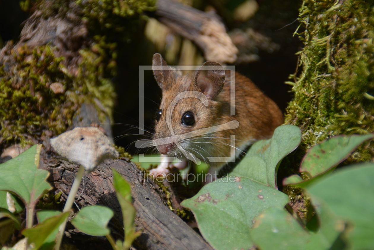 Bild-Nr.: 11867422 Waldmaus erstellt von GUGIGEI