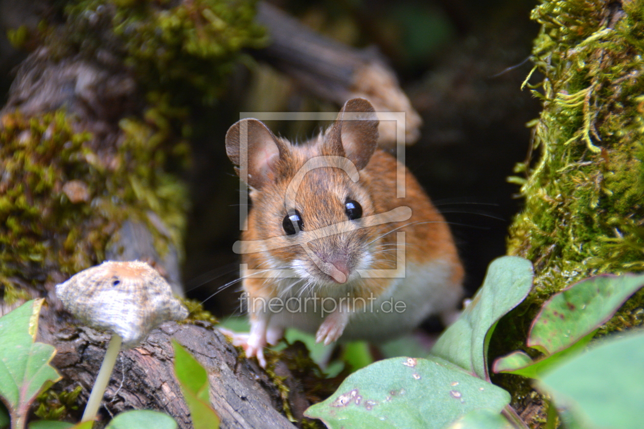 Bild-Nr.: 11867424 Waldmaus erstellt von GUGIGEI