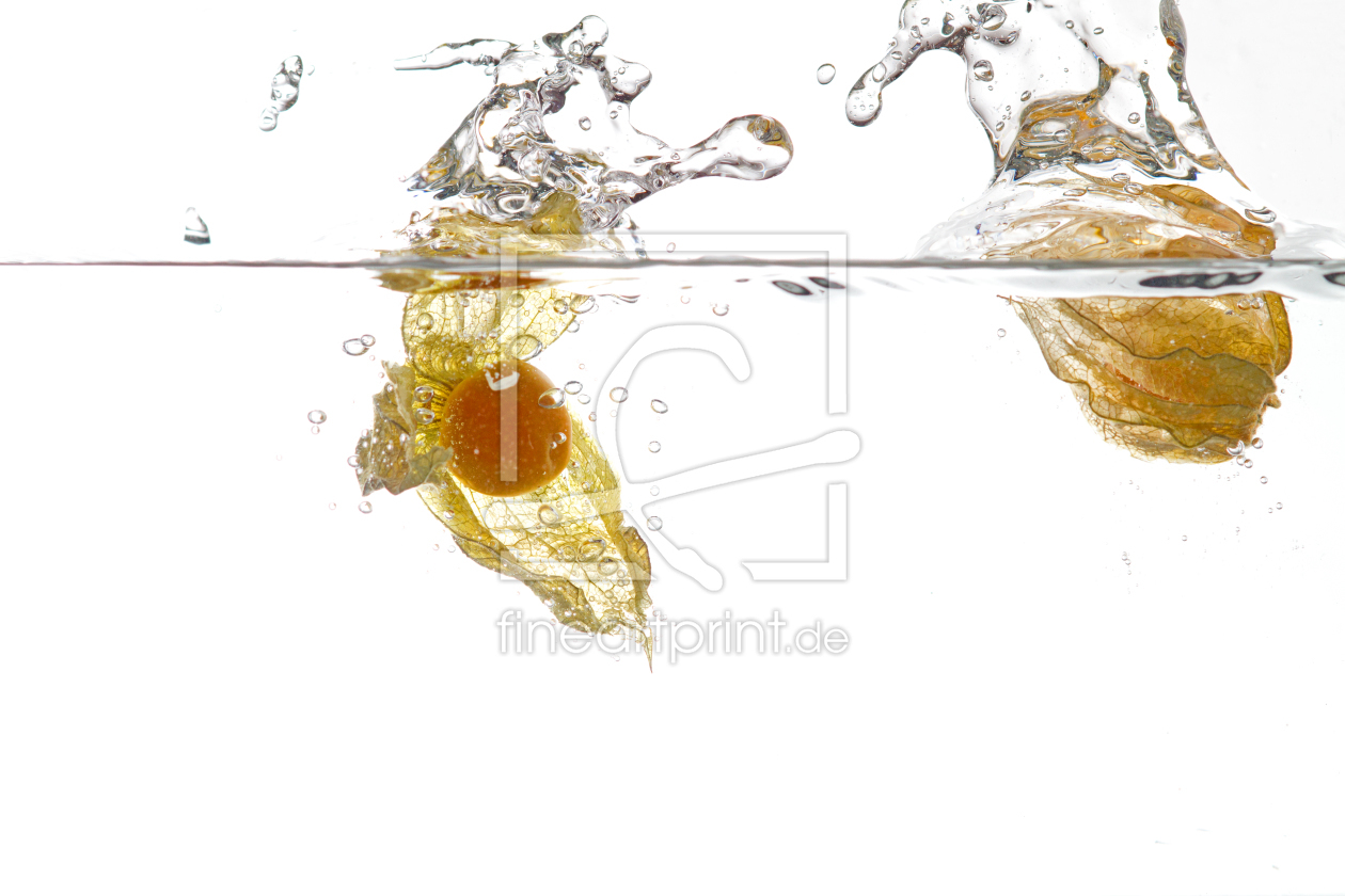 Bild-Nr.: 11867642 Physalis I Bild-Nr.: 11867642 Physalis I erstellt von Gerhard Albicker