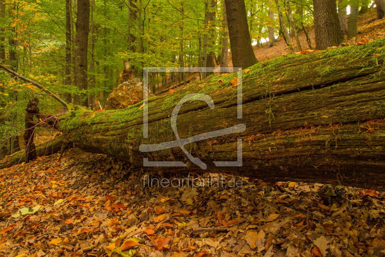 Bild-Nr.: 11868025 Umgestürzter Baum im Herbstwald erstellt von Harry-Hennington