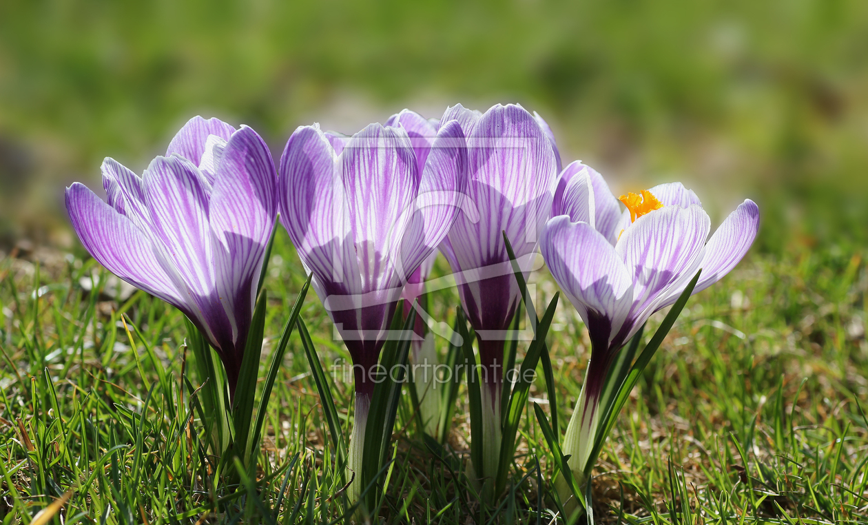 Bild-Nr.: 11868844 Striped Crocus erstellt von SusaZoom