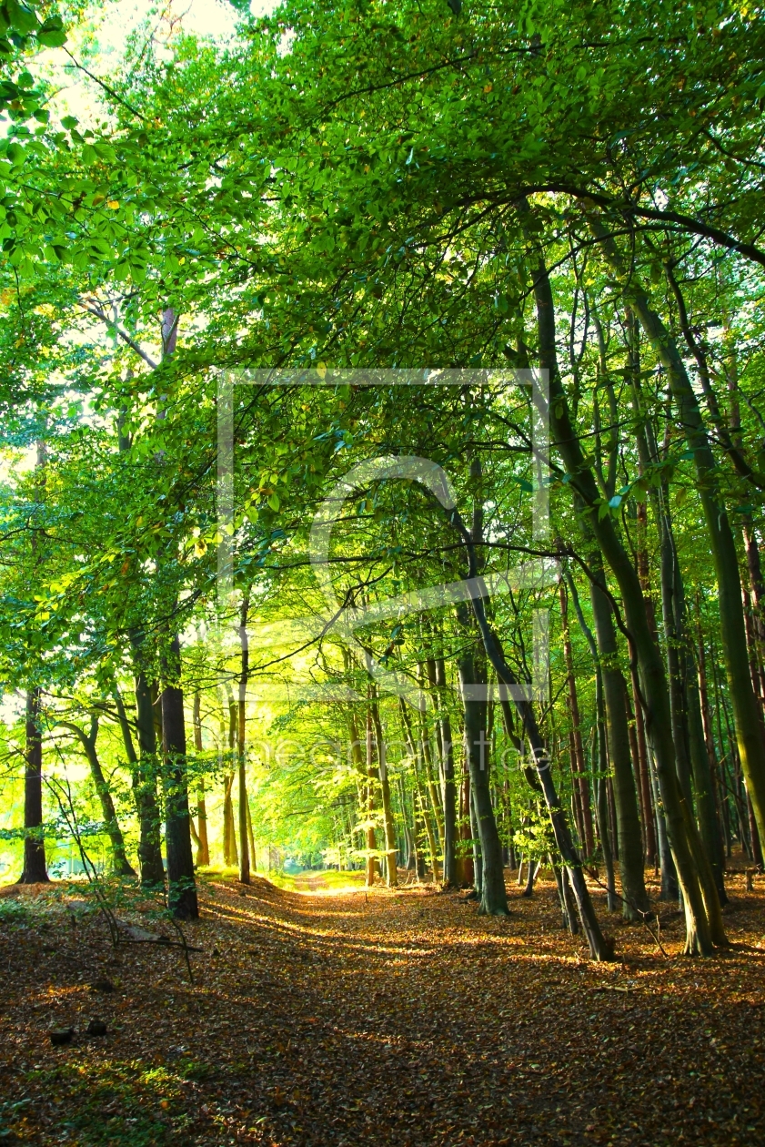 Bild-Nr.: 11869317 Herbstanfang erstellt von Ostseestrand