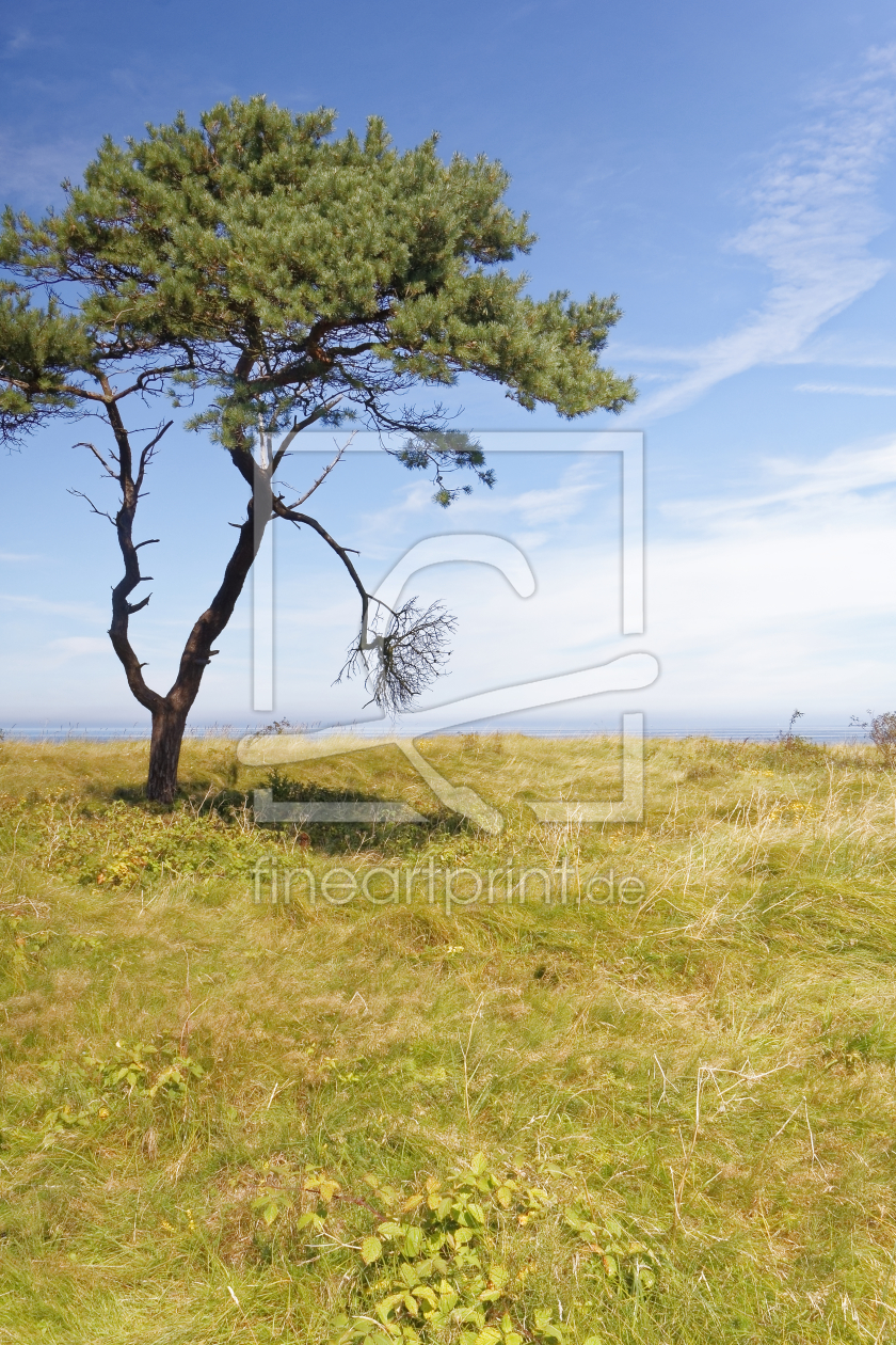 Bild-Nr.: 11869600 Baum über dem Meer Rügen Wittow erstellt von Rene Müller