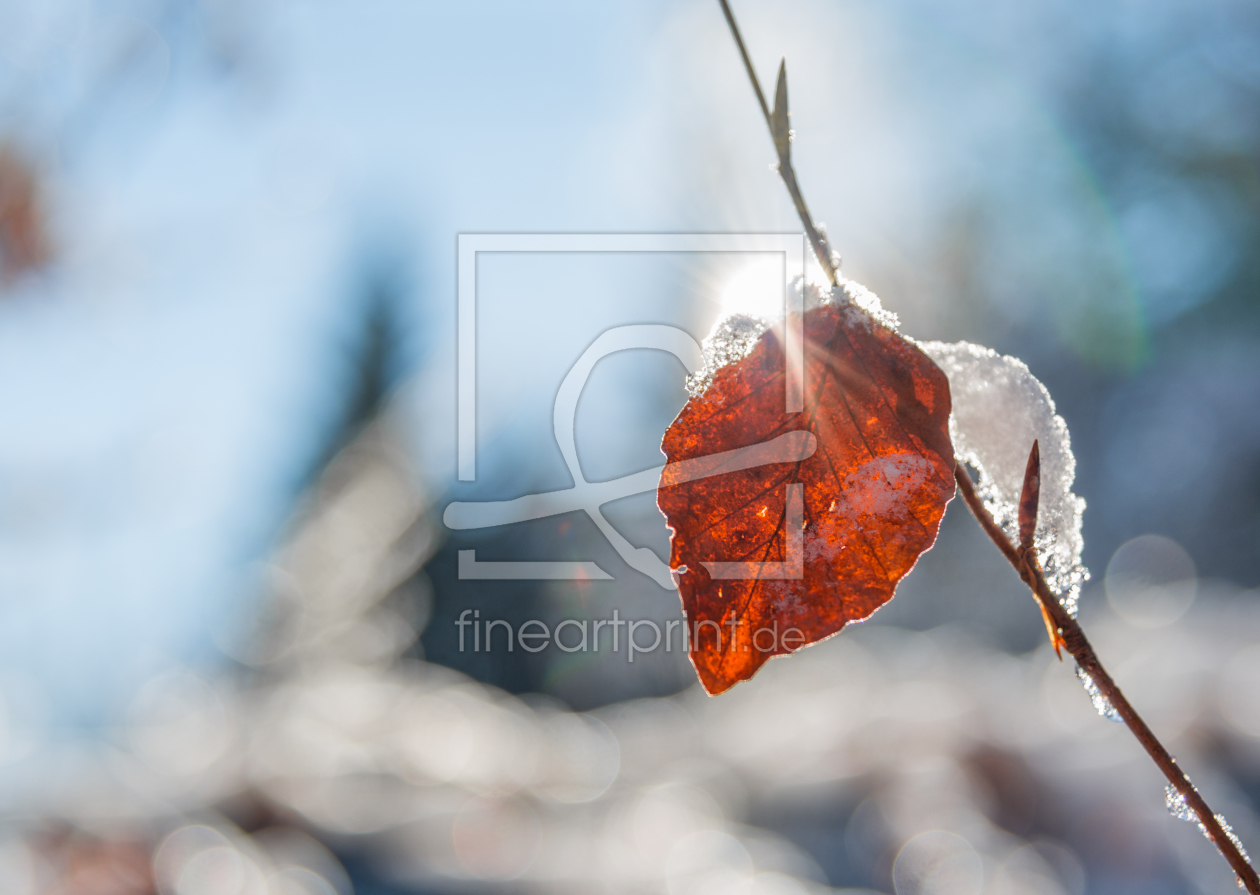 Bild-Nr.: 11870084 Last Leaf Standing erstellt von Graphitone