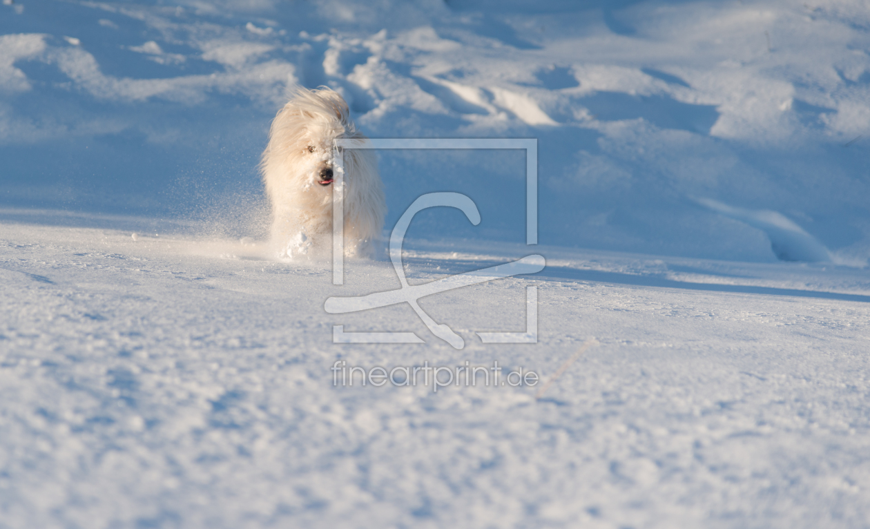 Bild-Nr.: 11870085 Snow Puppy 1 erstellt von Graphitone