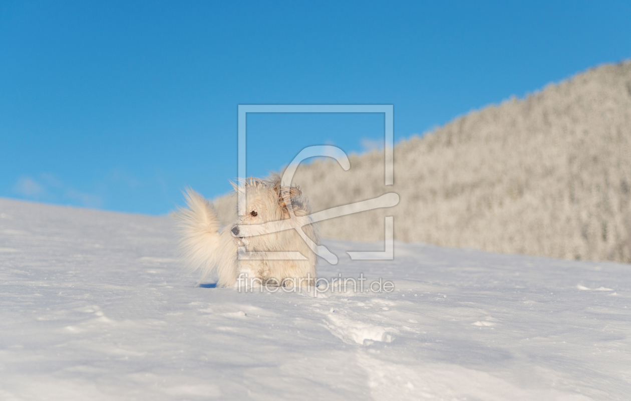 Bild-Nr.: 11870086 Snow Puppy 2 erstellt von Graphitone