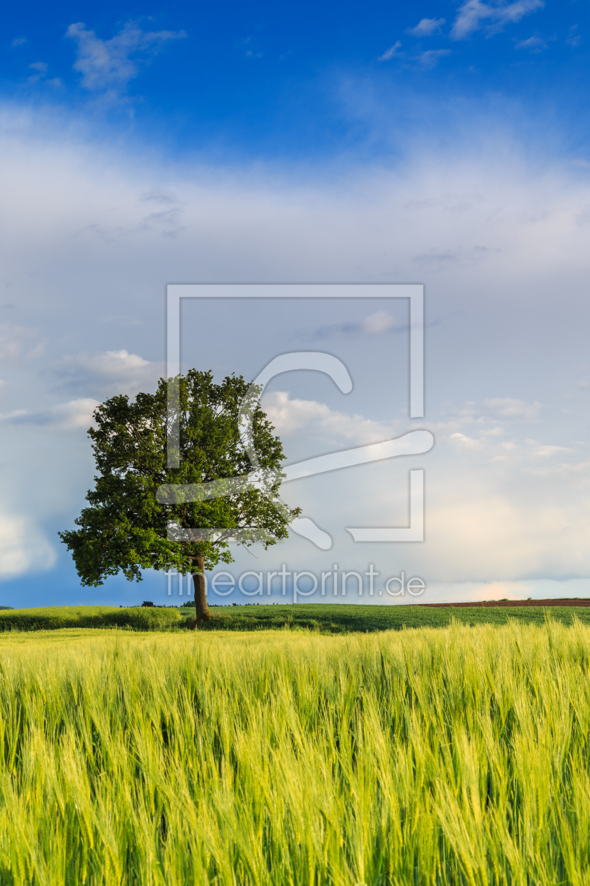 Bild-Nr.: 11870330 Sommerbaum erstellt von TomKli