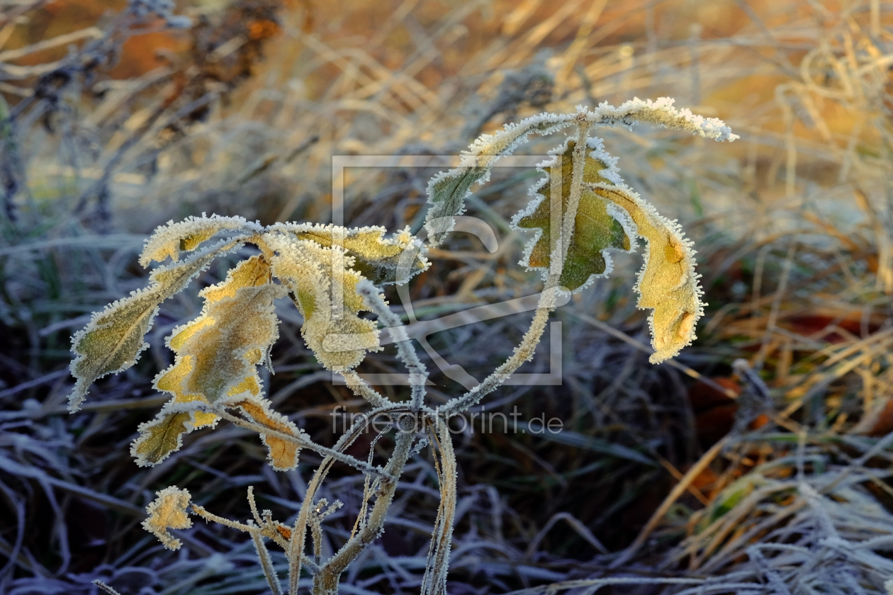 Bild-Nr.: 11870403 Morgensonne erstellt von Ostfriese