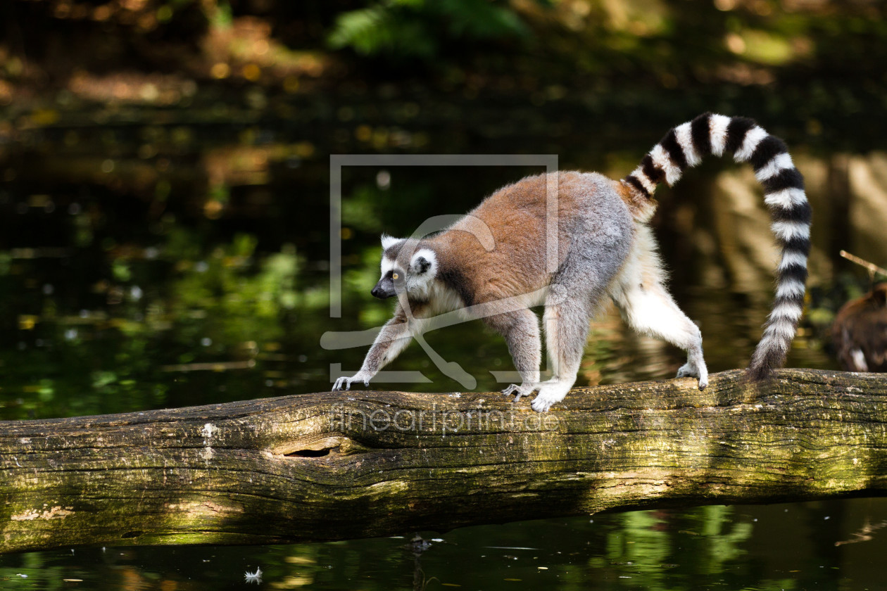 Bild-Nr.: 11870809 Ring tailed lemur erstellt von Cloudtail