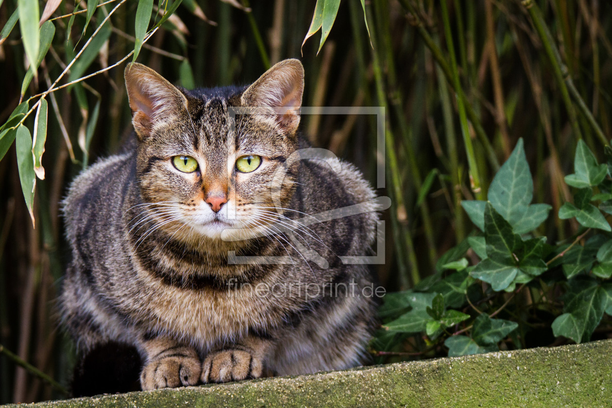 Bild-Nr.: 11870815 Katze auf einer Mauer erstellt von Cloudtail
