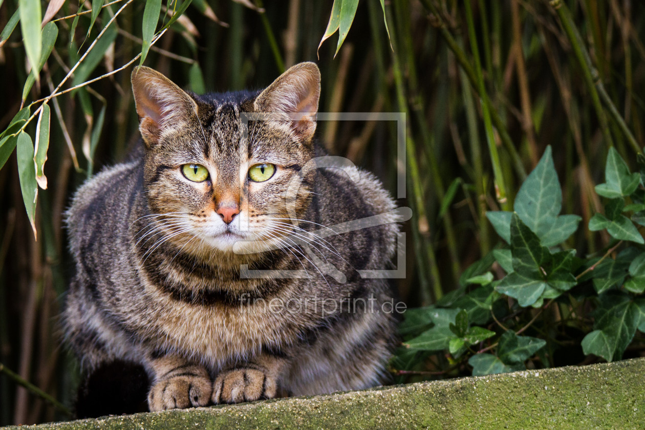 Bild-Nr.: 11870815 Katze auf einer Mauer erstellt von Cloudtail