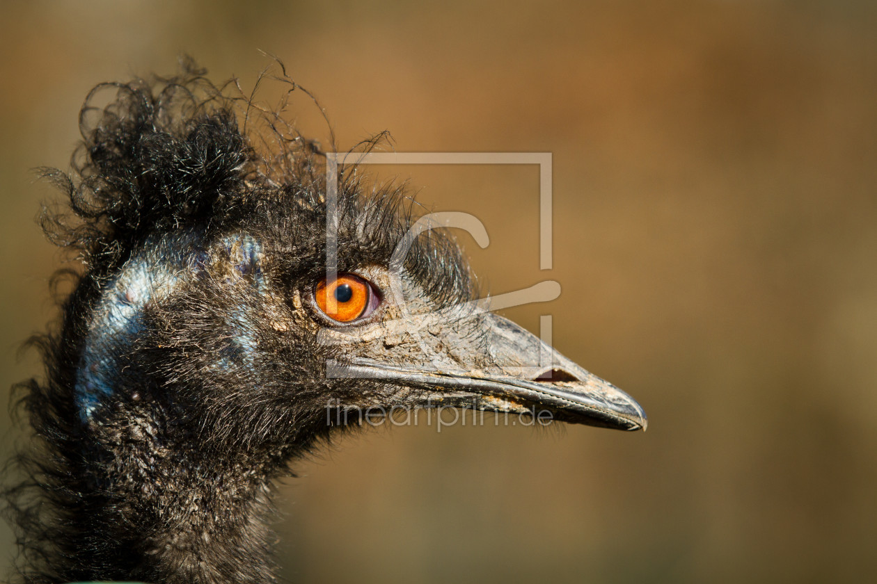 Bild-Nr.: 11870831 Kopf eines Emus erstellt von Cloudtail