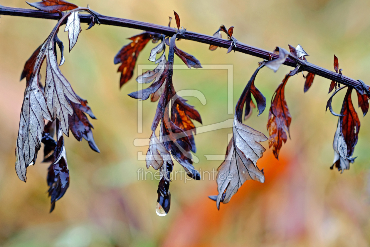 Bild-Nr.: 11871064 Wintergräserblätter erstellt von Ostfriese