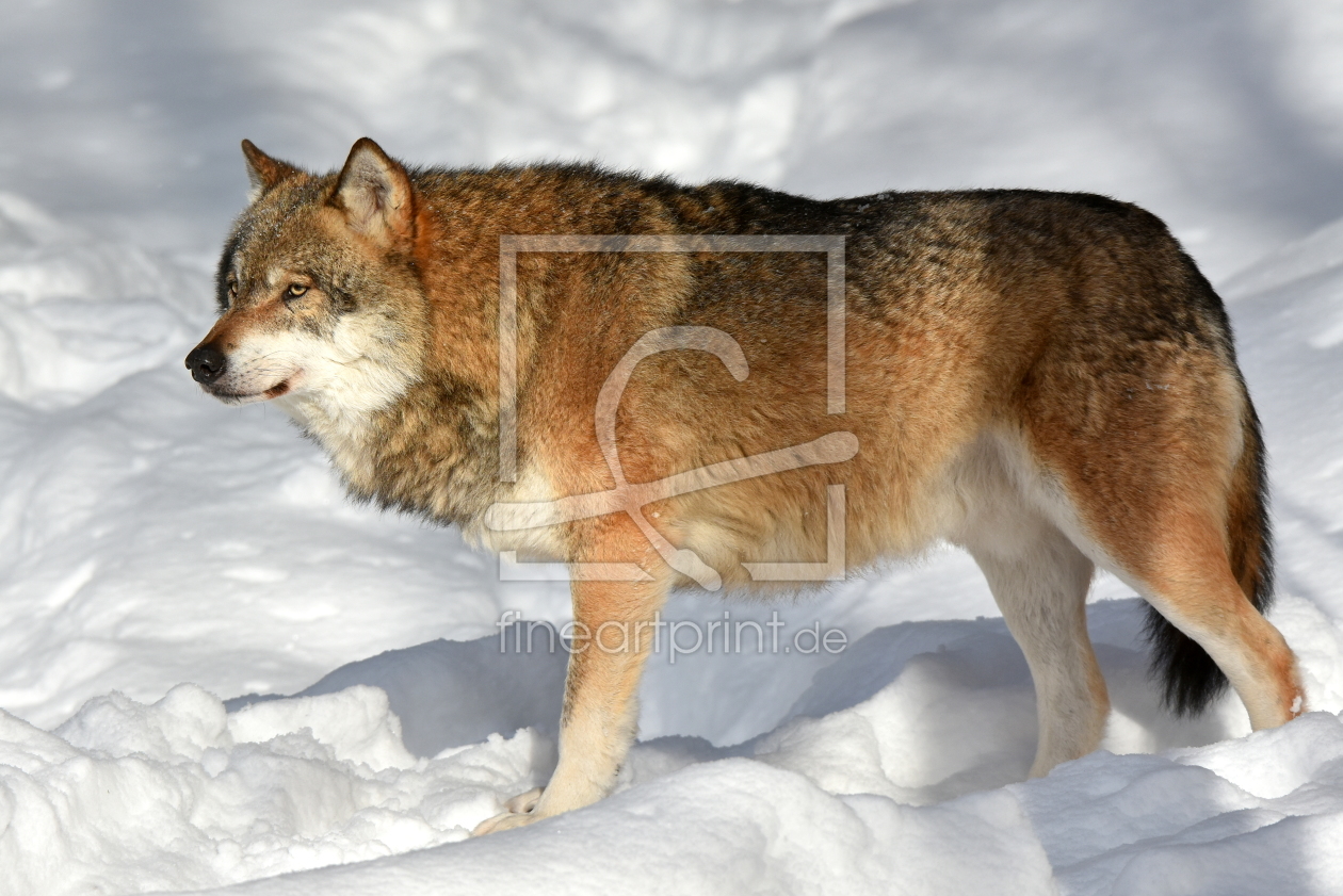 Bild-Nr.: 11871096 Der Wolf erstellt von GUGIGEI