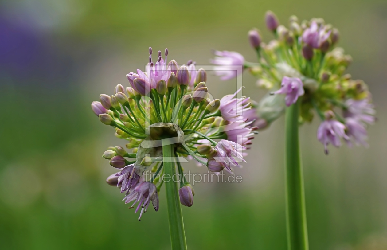 Bild-Nr.: 11871176 Allium erstellt von youhaveadream