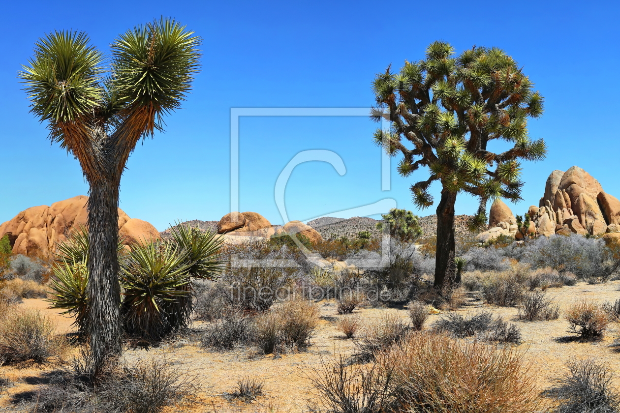 Bild-Nr.: 11871684 Joshua Tree erstellt von fotoping