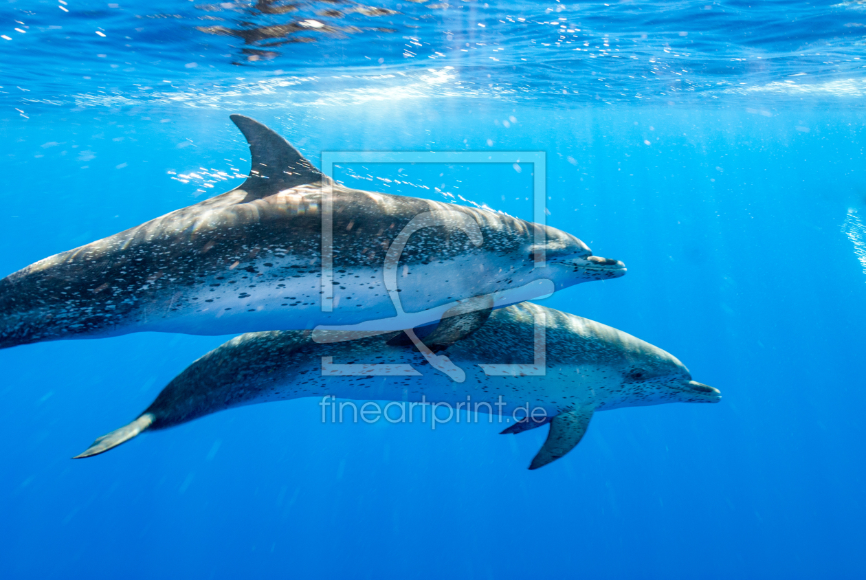 Bild-Nr.: 11871756 Spotted Dolfins erstellt von agoebels