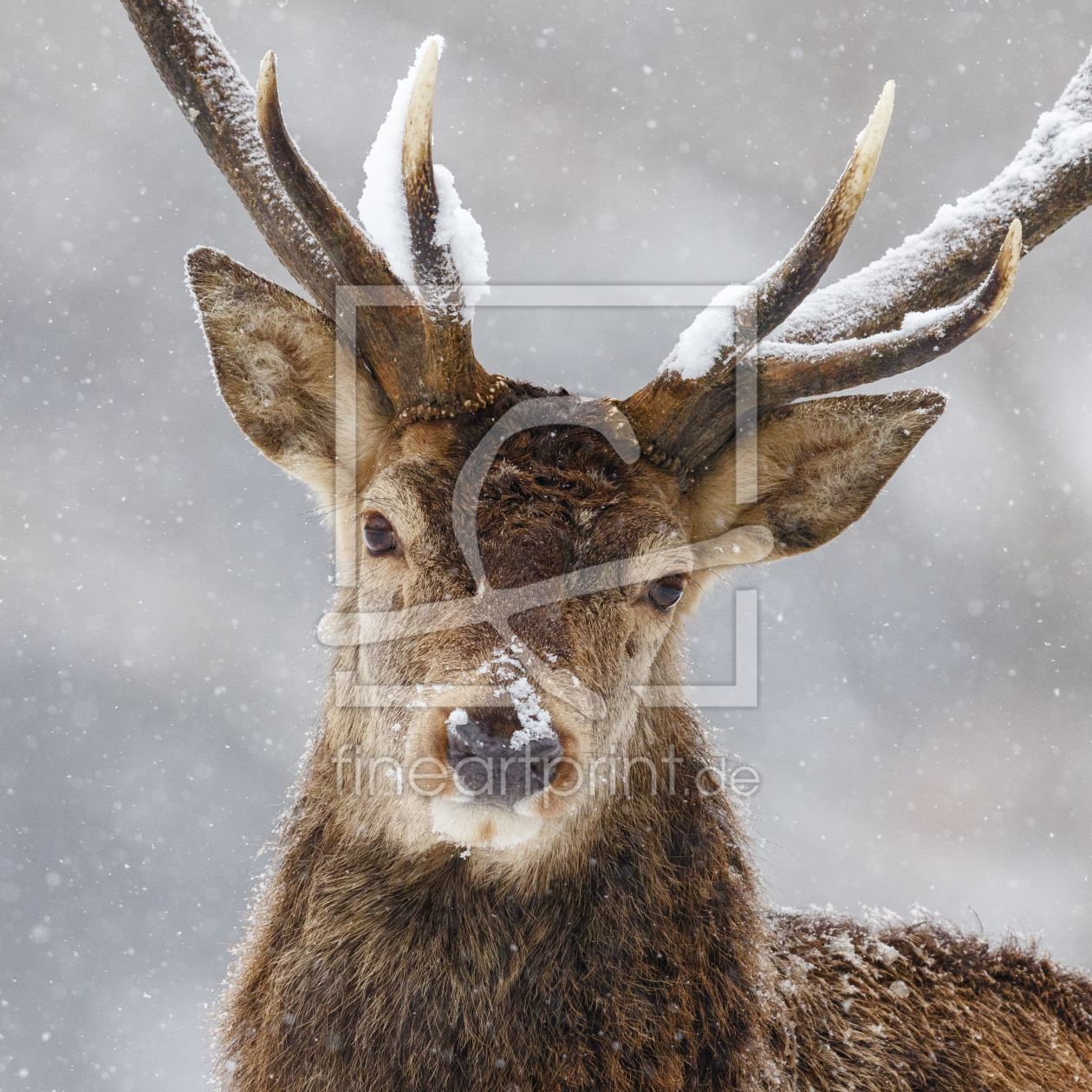 Bild-Nr.: 11872472 mein Wintergesicht III erstellt von Daniela Beyer