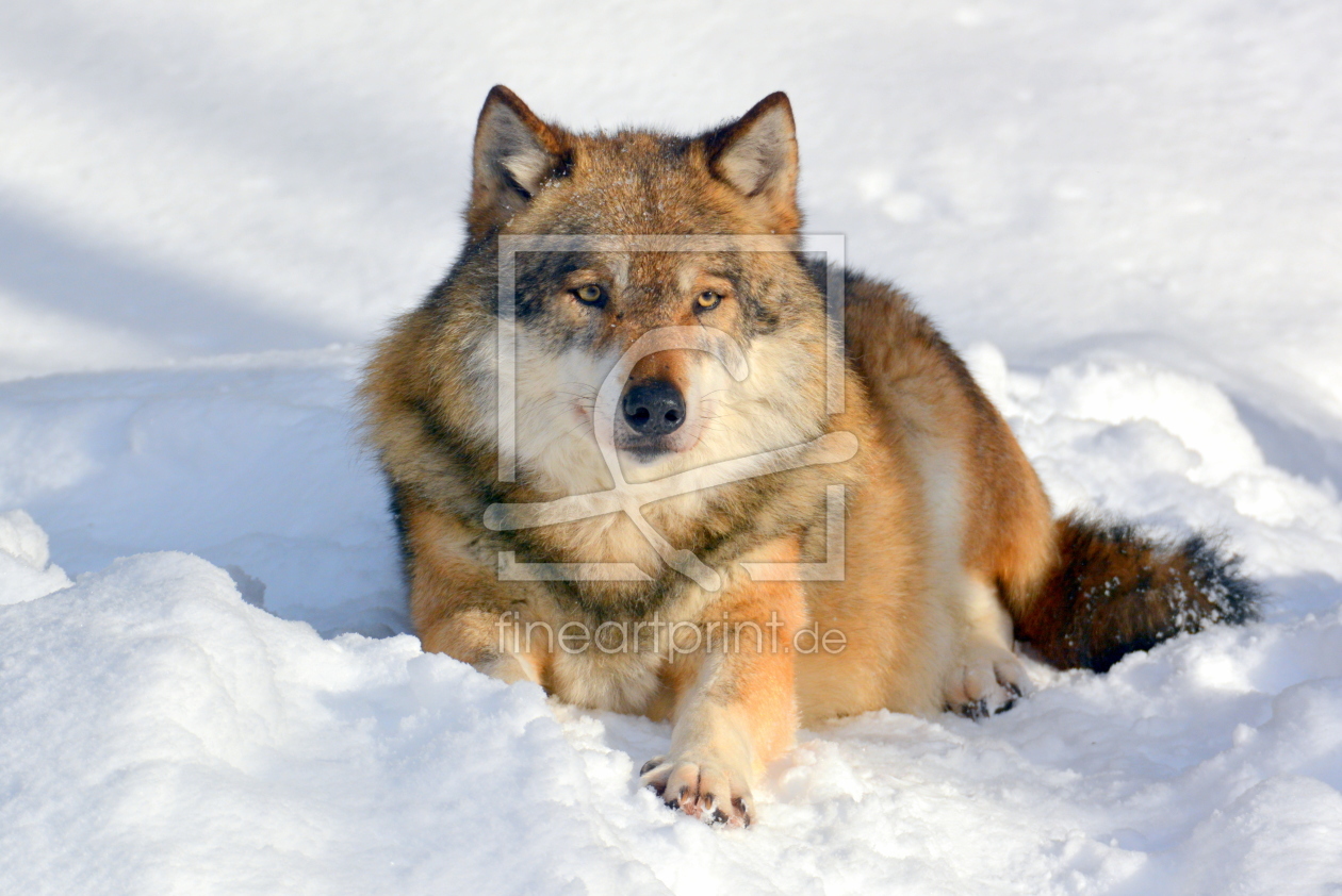 Bild-Nr.: 11872499 Canis Lupus erstellt von GUGIGEI