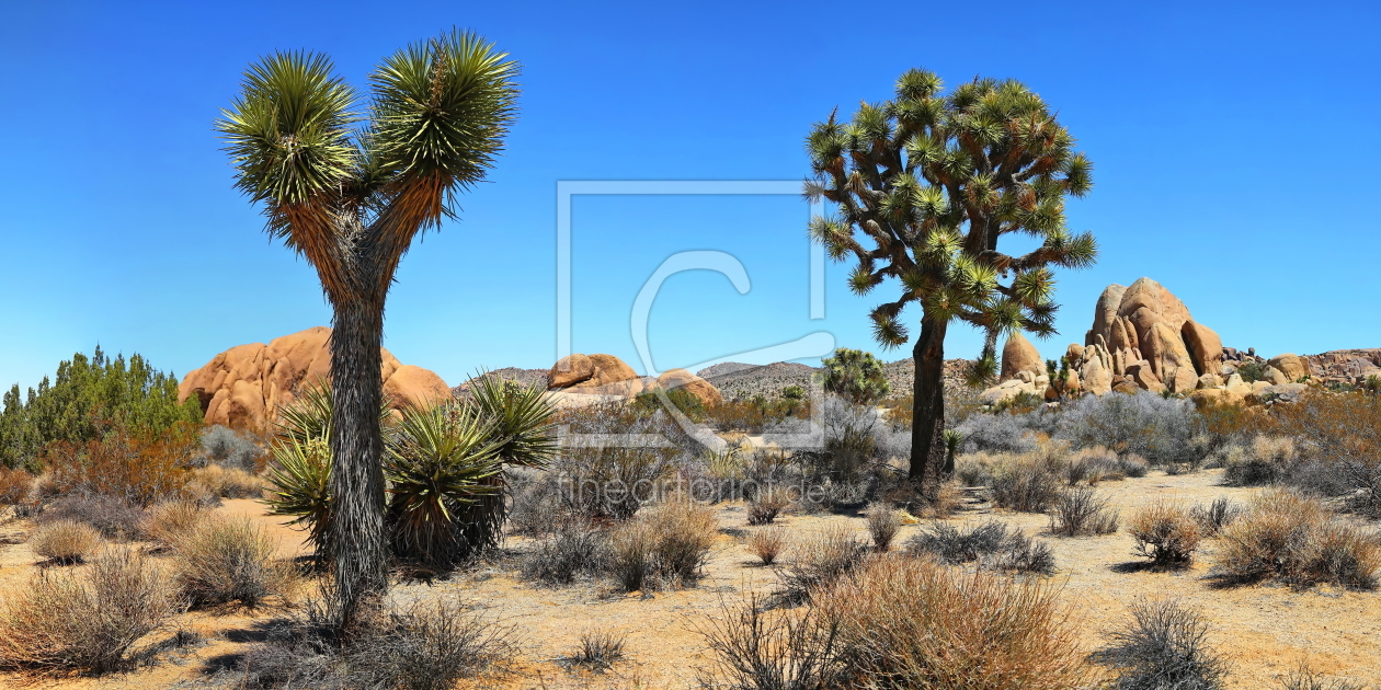 Bild-Nr.: 11872579 Joshua Tree erstellt von fotoping