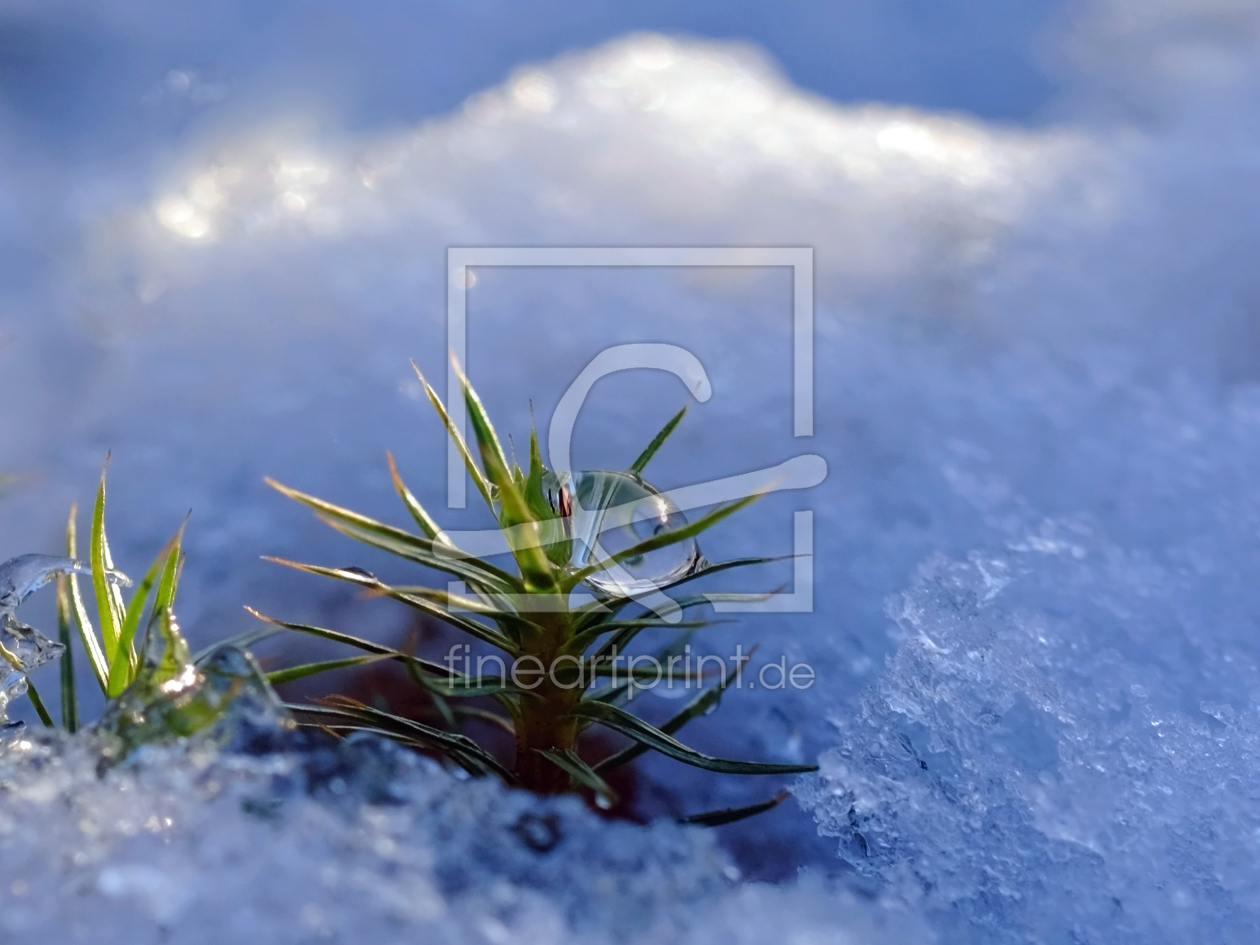 Bild-Nr.: 11872720 Tautropfen im Winter erstellt von Ostfriese