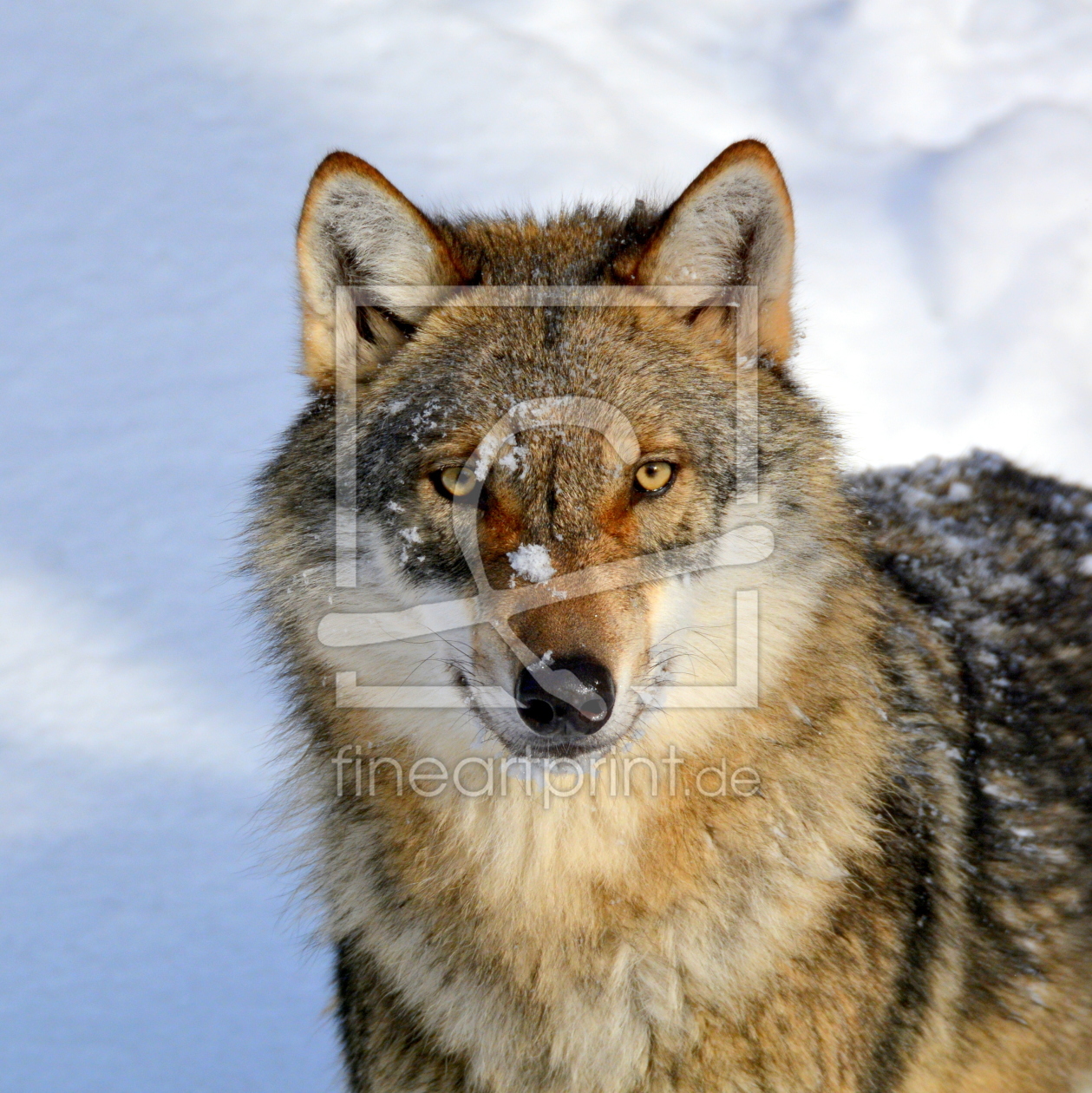 Bild-Nr.: 11872736 junger Wolf erstellt von GUGIGEI