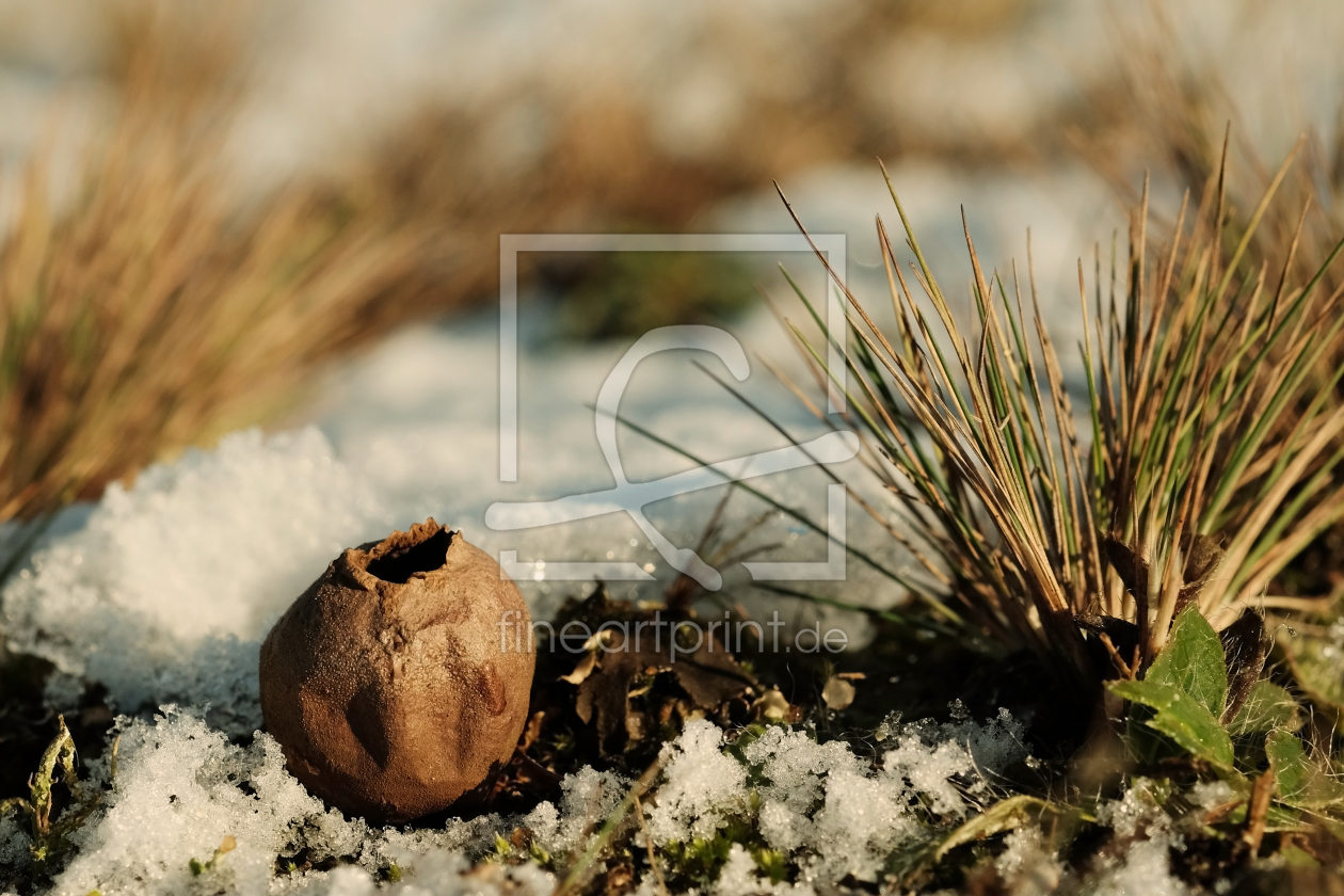 Bild-Nr.: 11873017 Pilze im Winter erstellt von Ostfriese