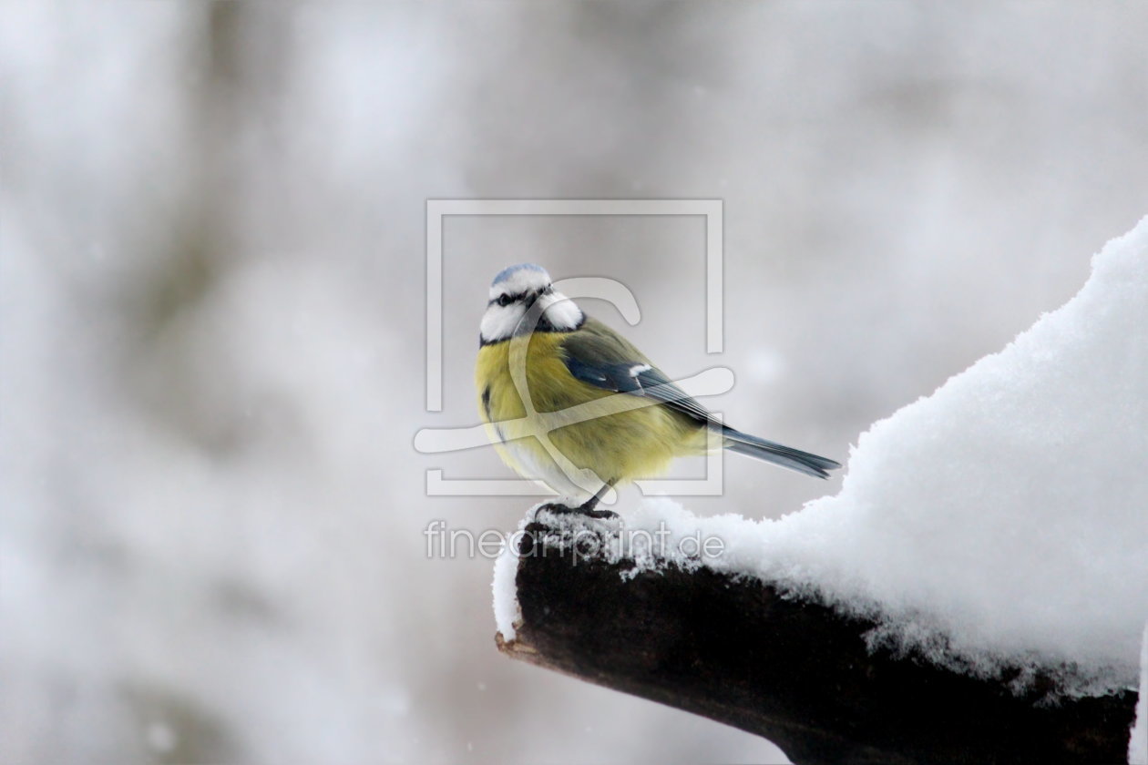 Bild-Nr.: 11873213 Blaumeise im Winter erstellt von Heike Hultsch