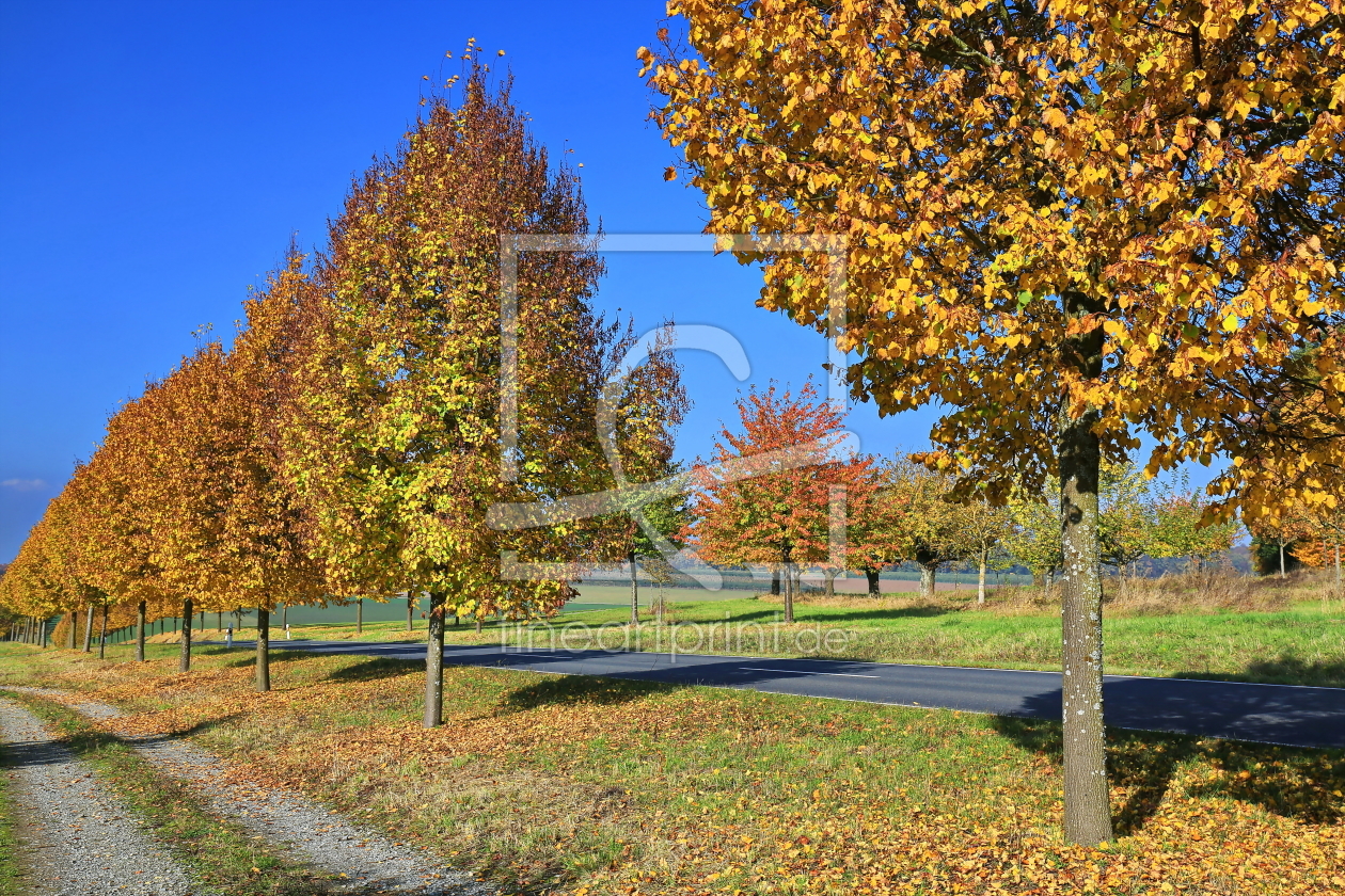 Bild-Nr.: 11873265 Allee erstellt von fotoping