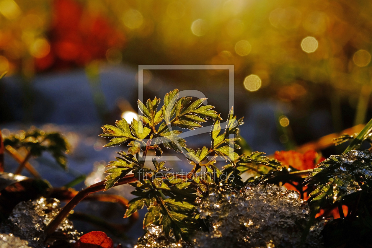 Bild-Nr.: 11873330 Farbiges Winterbild erstellt von Ostfriese