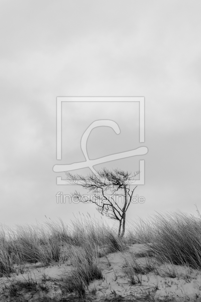 Bild-Nr.: 11873365 Baum am Weststrand im Darss erstellt von luxpediation